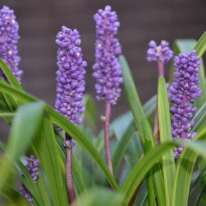 Liriope muscari 'Ingwersen'; tihe habemätas 'Ingwersen'