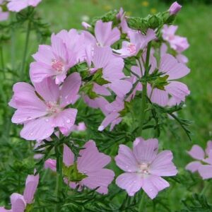 Malva moschata; muskus-kassinaeris