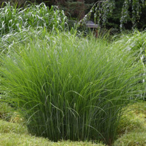 Miscanthus sinensis 'Gracillimus'; hiina siidpööris 'Gracillimus'