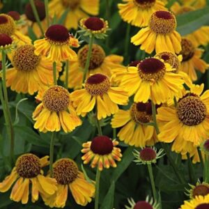 Helenium 'Wyndley'; heleenium 'Wyndley'