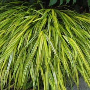 Hakonechloa macra 'Aureola'; ainuroog 'Aureola'
