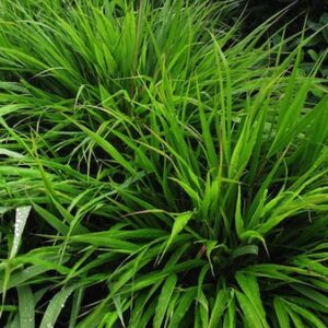 Hakonechloa macra; ainuroog