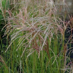 Miscanthus sinensis 'Kleine Fontäne'; hiina siidpööris 'Kleine Fontäne'