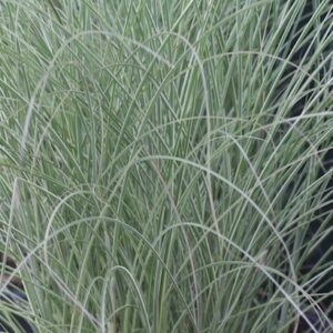 Miscanthus sinensis 'Morning Light'; hiina siidpööris 'Morning Light'