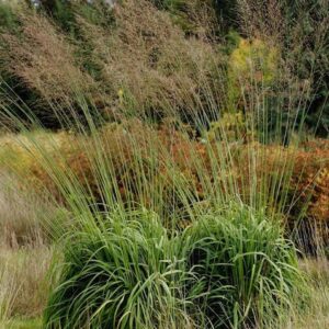 Molinia arundinacea 'Transparent'; roog-sinihelmikas 'Transparent'