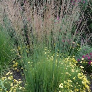 Molinia caerulea 'Heidebraut'