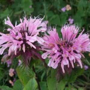 Monarda didyma 'Beauty of Cobham'; aedmonarda 'Beauty of Cobham'