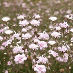 Gypsophila 'Rosenschleier'; kipslill 'Rosenschleier'
