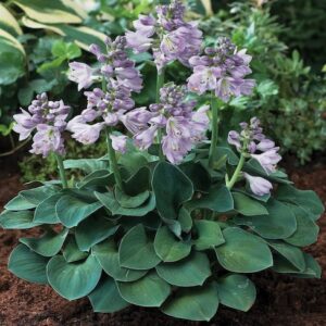 Hosta fortunei 'Blue Mouse Ears'; hosta Fortune'i 'Blue Mouse Ears'