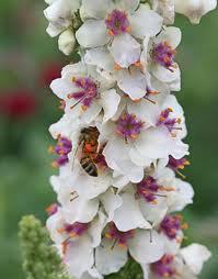 Verbascum chaixii 'Album'