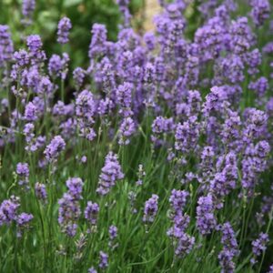 Lavandula angustifolia 'Munstead'