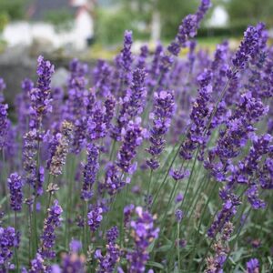 Lavandula angustifolia 'Hidcote'