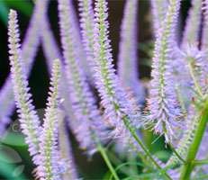 Veronicastrum virginicum 'Fascination'