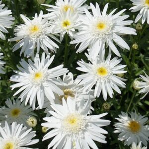 Leucanthemum × superbum 'Wirral Supreme'; suureõieline härjasilm 'Wirral Supreme'