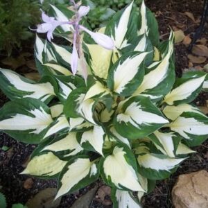 Hosta 'Fire and Ice'; hosta 'Fire and Ice'