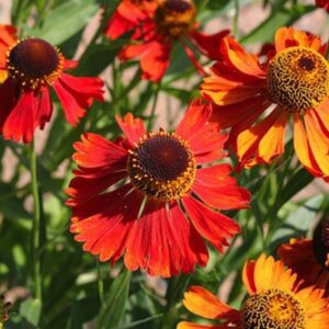 Helenium 'Moerheim Beauty'; heleenium 'Moerheim Beauty'