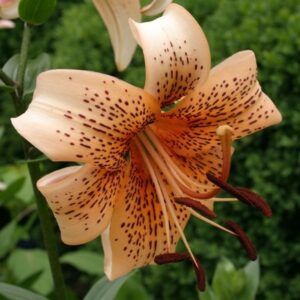 Lilium 'Tiger Babies'