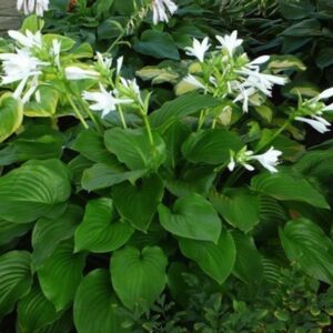 Hosta plantaginea; teelehine hosta