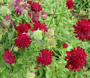 Knautia macedonica; makedoonia äiatar