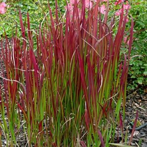 Imperata cylindrica 'Red Baron'; harilik alang 'Red Baron'