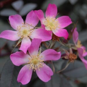 Rosa glauca