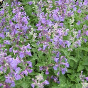 Nepeta x faassenii 'Walker's Low'; Faasseni naistenõges 'Walker's Low'