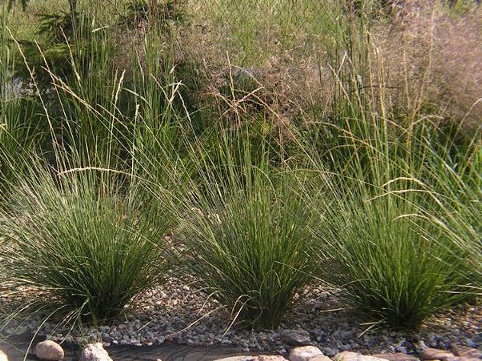 Festuca mairei - Image 2