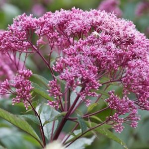 Eupatorium maculatum 'Riesenschirm'; laiguline männaskanep 'Riesenschirm'
