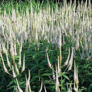 Veronicastrum virginicum 'Album'