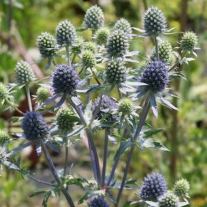 Eryngium planum 'Blauer Zwerg'; lamedalehine ogaputk 'Blauer Zwerg'