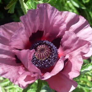 Papaver orientale 'Patty's Plum'; idamagun 'Patty's Plum'
