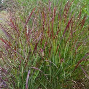 Panicum virgatum 'Shenandoah'; vitshirss 'Shenandoah'