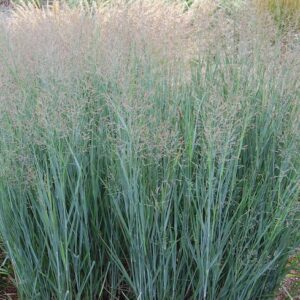 Panicum virgatum 'Heavy Metal'; vitshirss 'Heavy Metal'