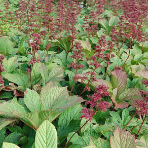 Rodgersia henrici