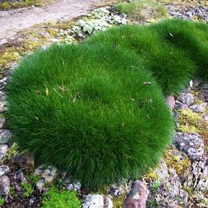 Festuca gautieri; siil-aruhein