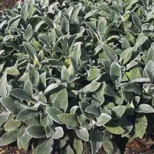 Stachys byzantina 'Silver Carpet'