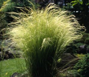 Stipa capillata