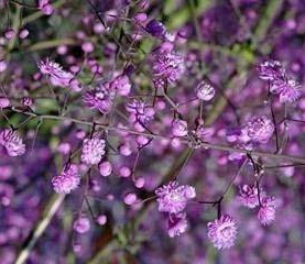 Thalictrum delavayi 'Hewitts Double'