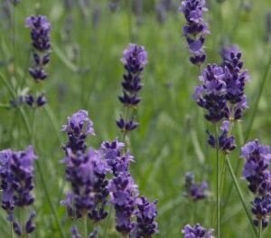 Lavandula angustifolia 'Imperial Gem'
