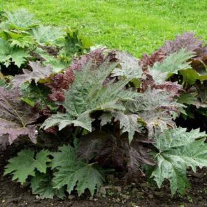 Rheum palmatum var Tanguticum