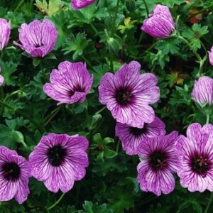 Geranium cinereum 'Ballerina'; hall kurereha 'Ballerina'