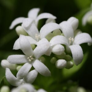 Galium odoratum; lõhnav madar