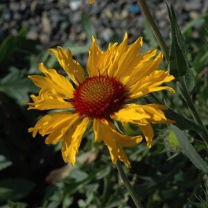 Gaillardia x grandiflora 'Amber Wheels'; suureõieline mõrsjalill 'Amber Wheels'