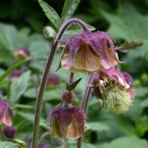 Geum rivale
