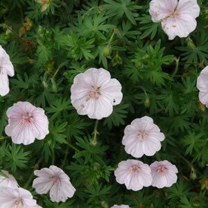 Geranium sanguineum var. striatum; briti kurereha