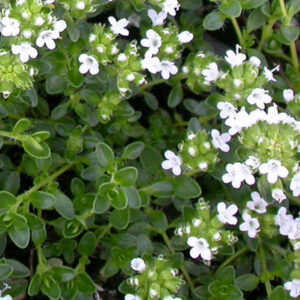 Thymus praecox 'Albiflorus'