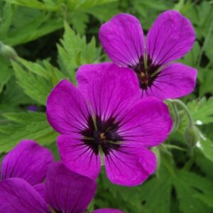 Geranium psilostemon; silmik-kurereha