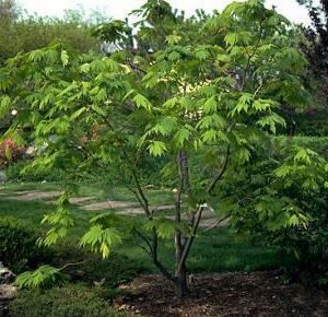 Acer japonicum 'Aconitifolium'