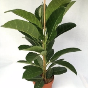 Ficus benghalensis Roy