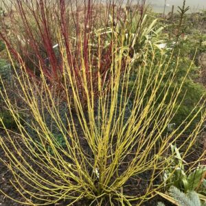Cornus sericea (syn. stolonifera) 'Flaviramea'